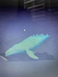 Baleine à bosse — photo 3