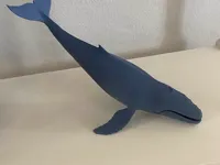 Baleine à bosse — photo 1