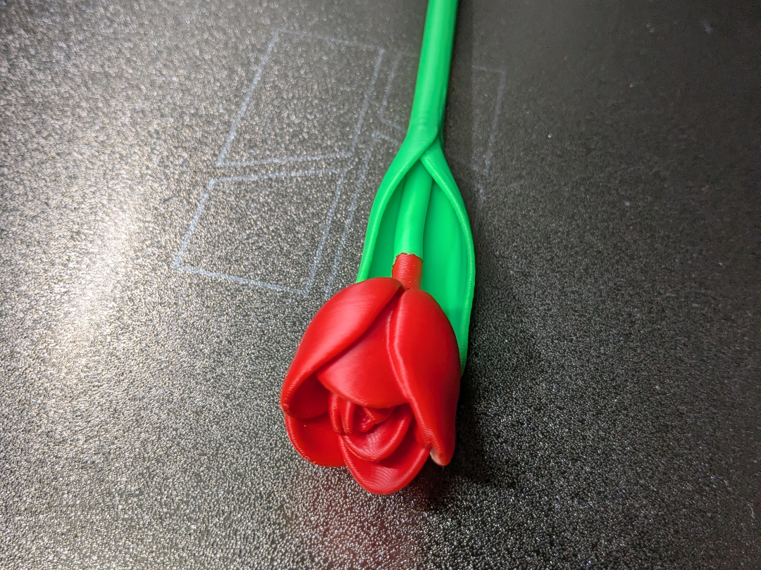 Tulpe gerade 180