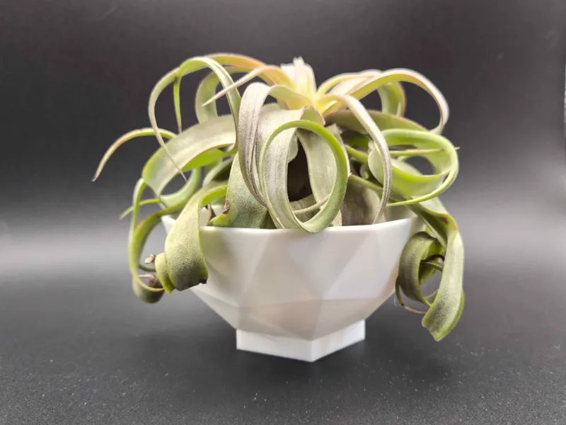 Air plant pot