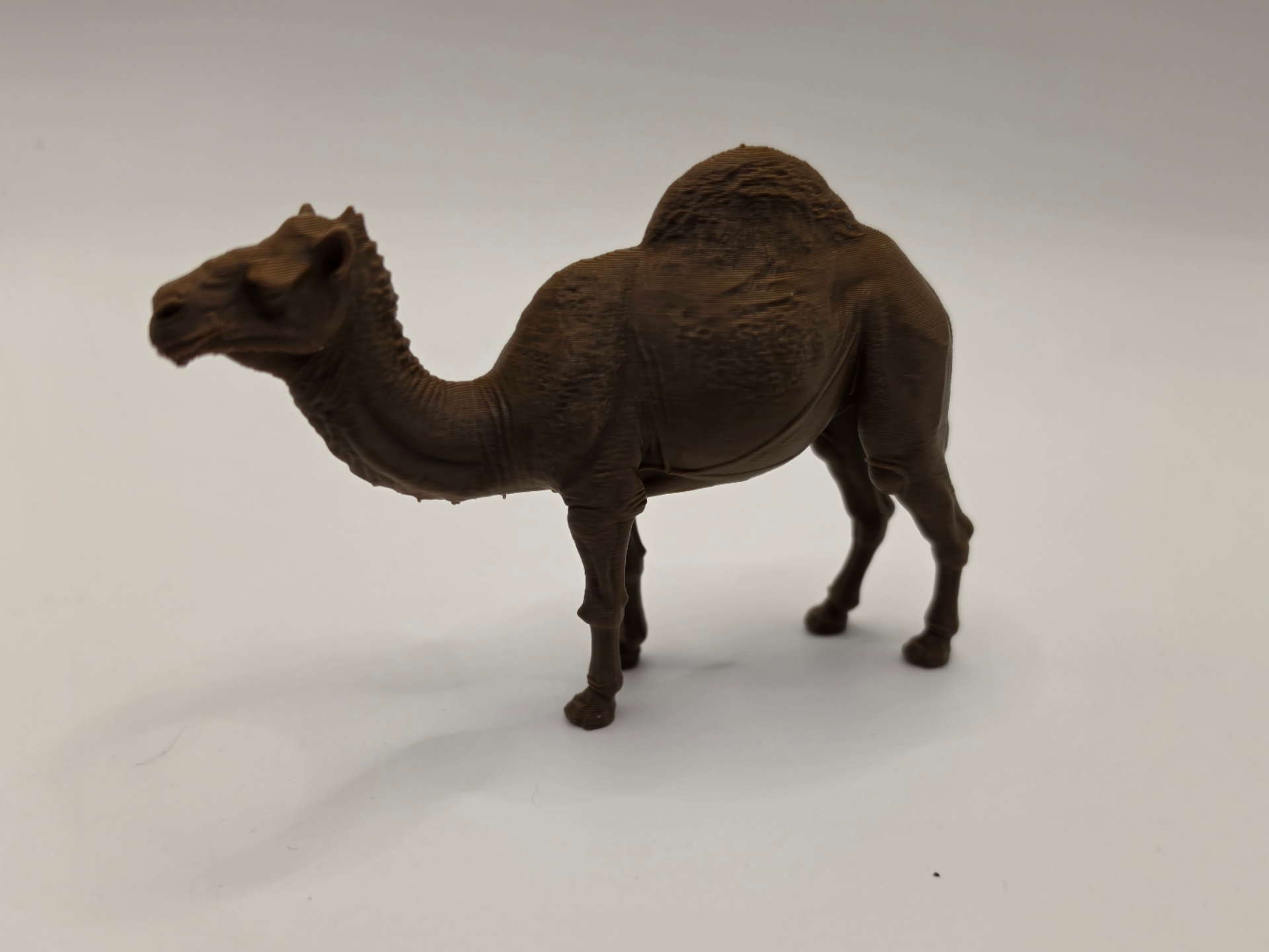 Realistic Dromedary Camel – Tiere aus aller Welt