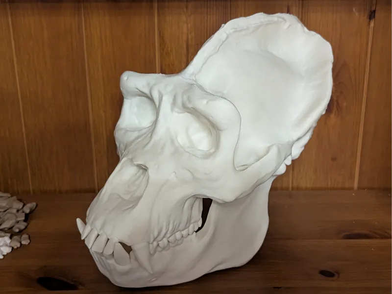 Gorilla Skull