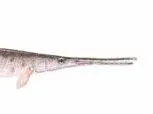 Black and white gar