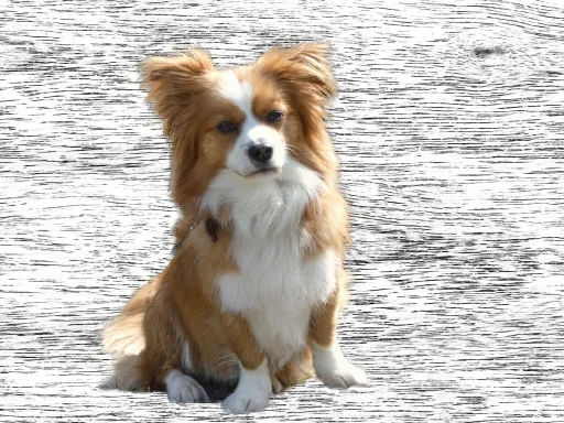Max der Hund