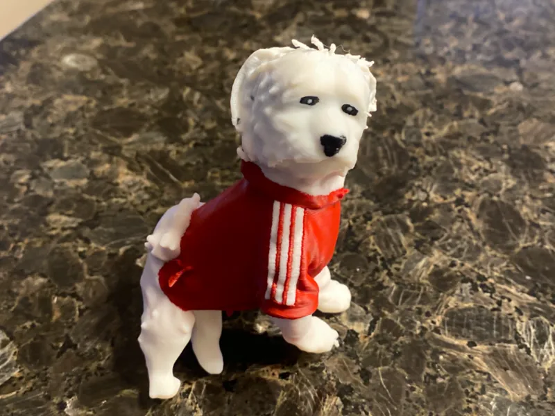 Maltese Poodle