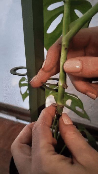 Stable Plant Support V3 with Plant Holder