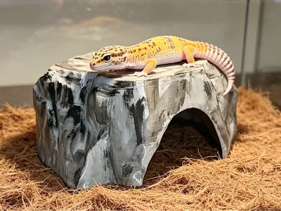 Den hideout cave gecko reptiles snake