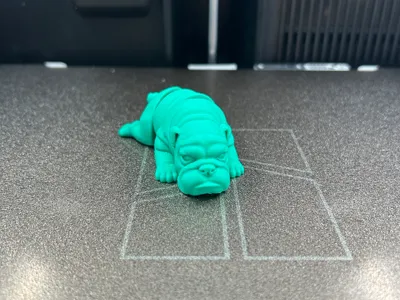 Cute Flexi Wrinkly Bulldog