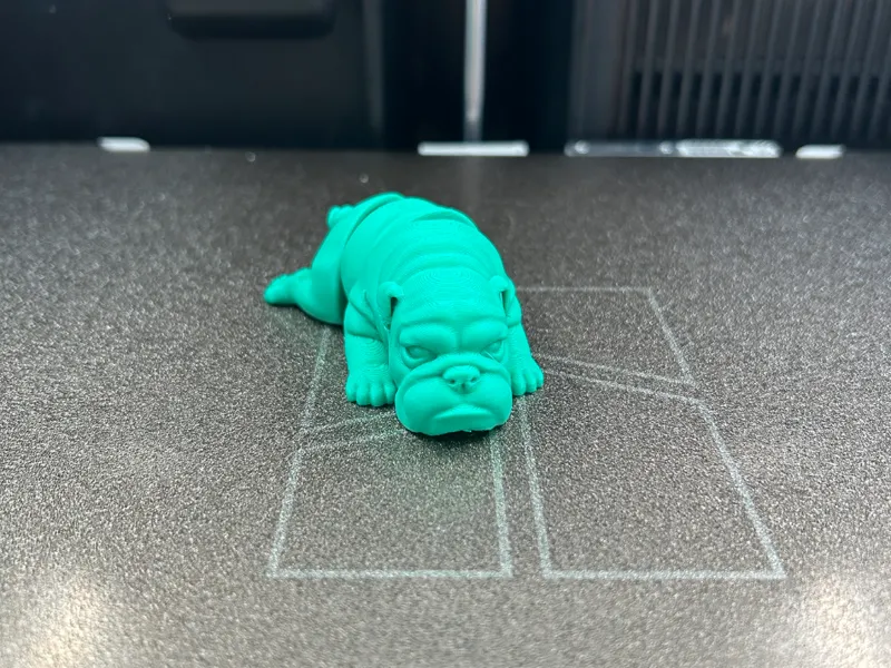 Cute Flexi Wrinkly Bulldog