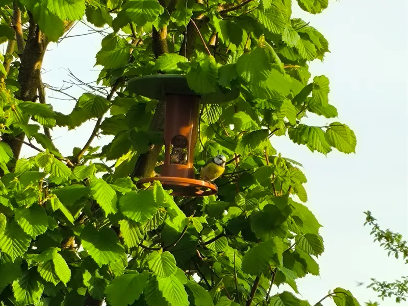Vogelhaus für Meisenknoedel