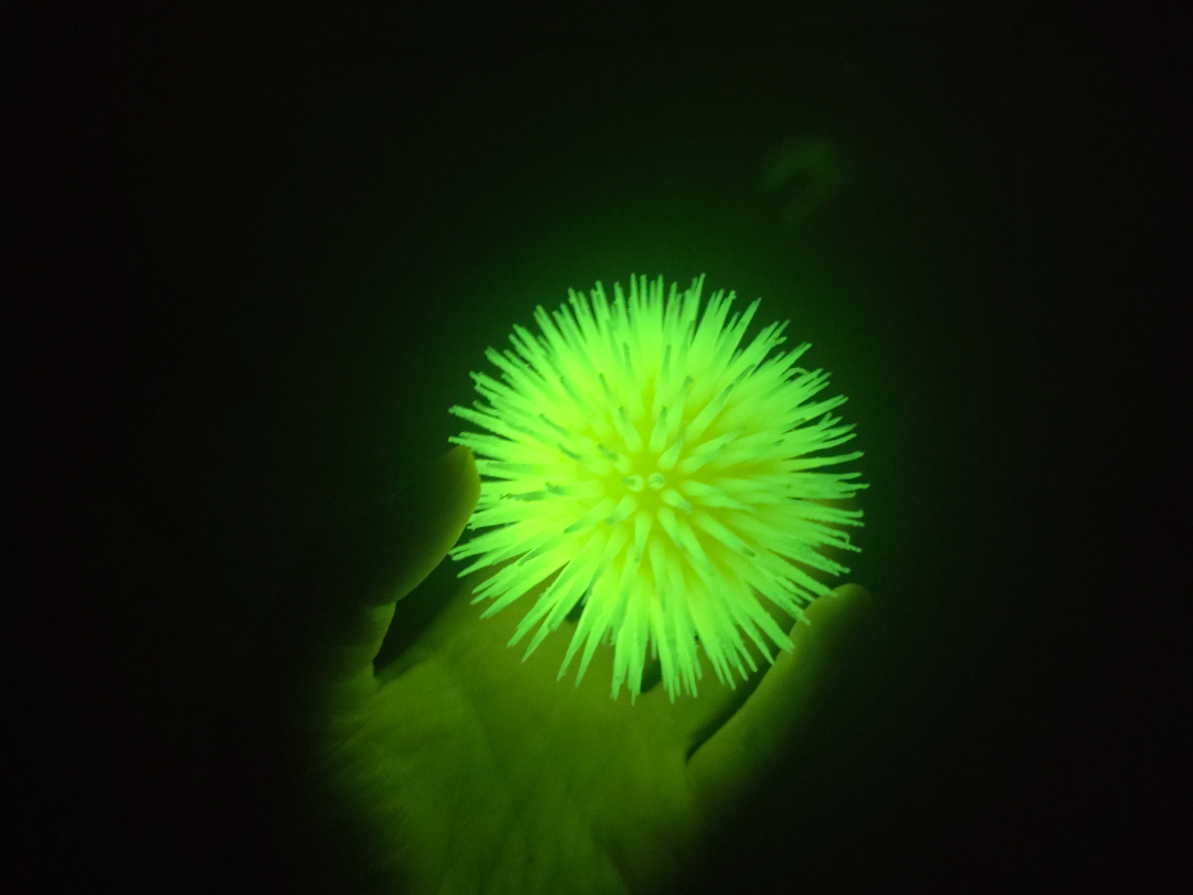 Sea Urchin - Aquatic Sensory