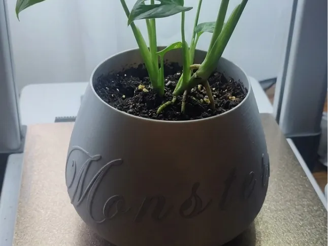pot pour monstera