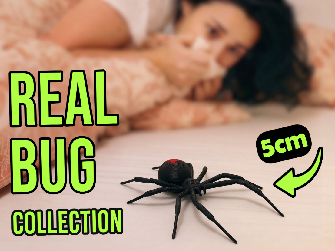 Real Bug - Black Widow Spider