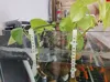 6mm version, one rod, two loops, for 6mm thick fish tank