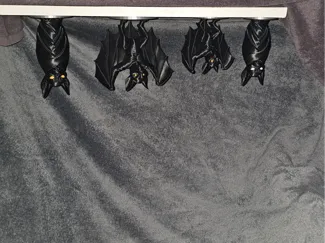 Beautifull Bats