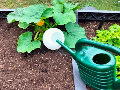 Watering Globe XL (approx 0.9 liters, with lid)
