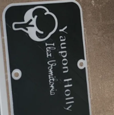Yaupon Holly sign