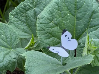 Cabbage Moth Decoy