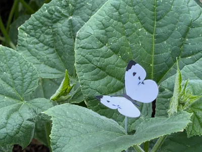 Cabbage Moth Decoy