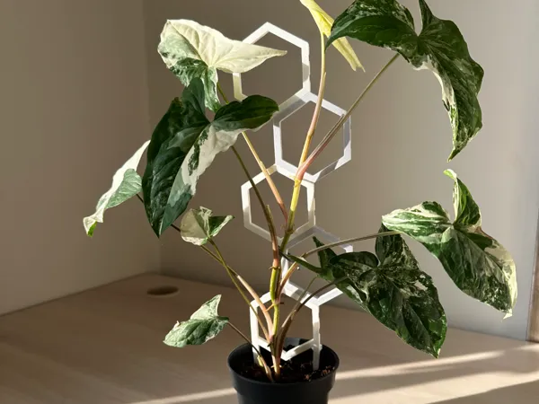 https://makerworld.bblmw.com/makerworld/model/US7265bcc0b46021/design/2024-08-28_b9a44f0e7e74f.jpeg