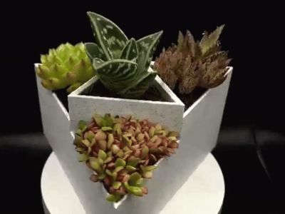 Cactus Triangular Vase