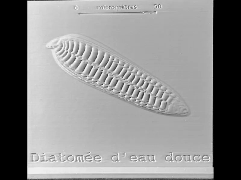 Projet microphotographies de diatomées