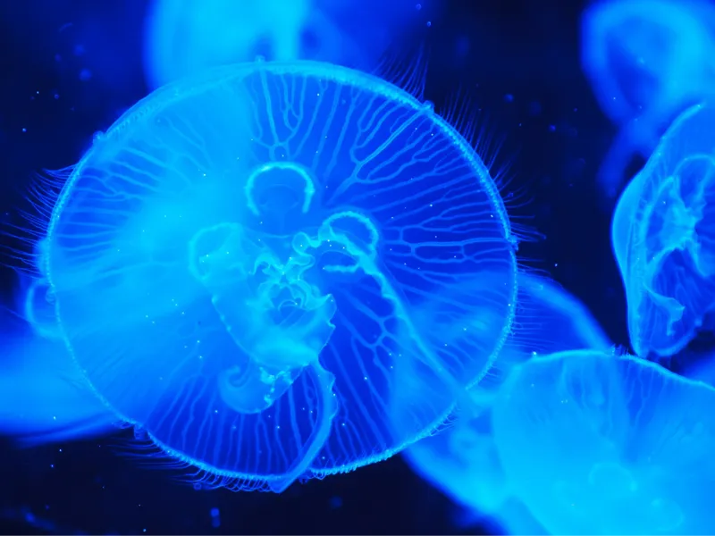 Lithophane - Jellyfish