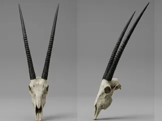 Oryx (Gemsbok) Skull Mini