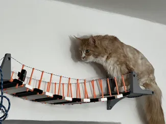 Maine Coon cat suspension bridge with step
