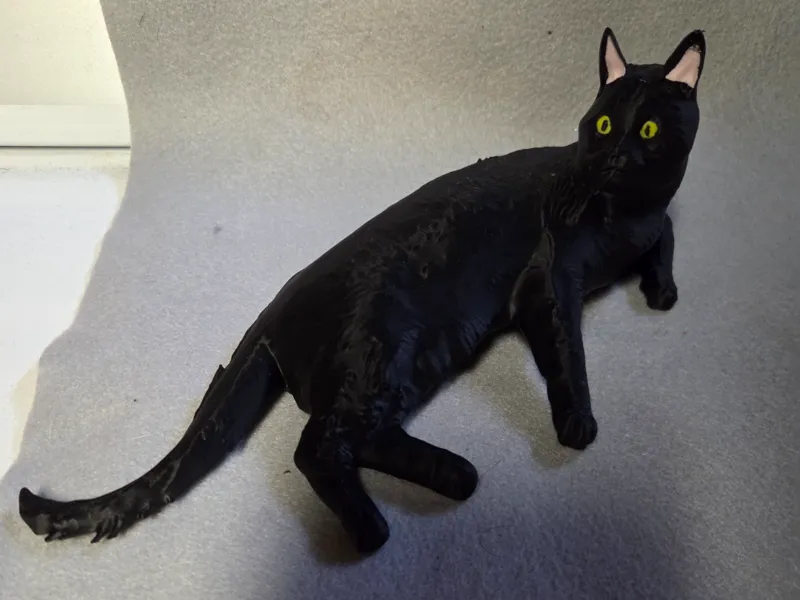 Black Cat