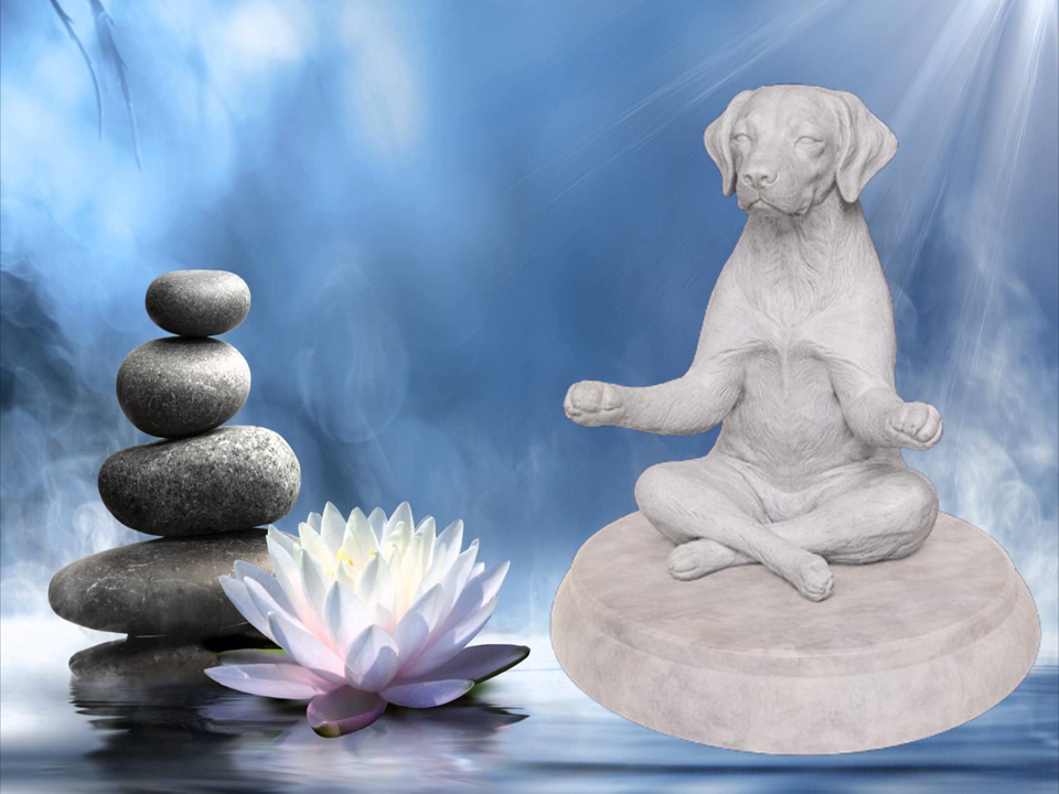 Zen Dog - German Wirehaired Pointer