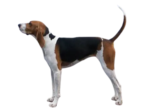 walker hound