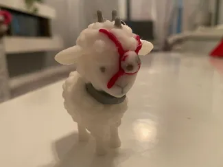 T Ocellus Sheep