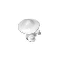 Champignons décoratifs — photo 3