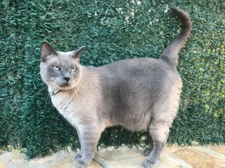 Gato British-Siamés