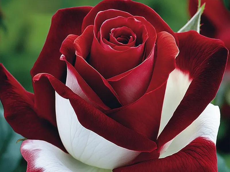 Rose Lithophane