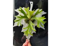 0.2mm 层高, 3 层墙, 15% 填充
