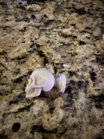 Bouton tête de mort (vis 4 mm) — photo 5