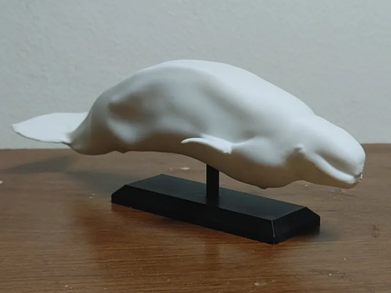 Beluga Whale Mount