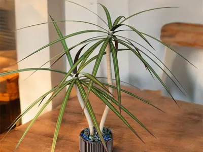 Artificial Dragon Tree Plant (Dracaena Marginata)