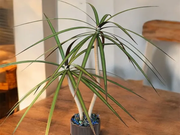 https://makerworld.bblmw.com/makerworld/model/US7370b2bb538d80/design/2025-03-09_74aa9ac2352d.webp