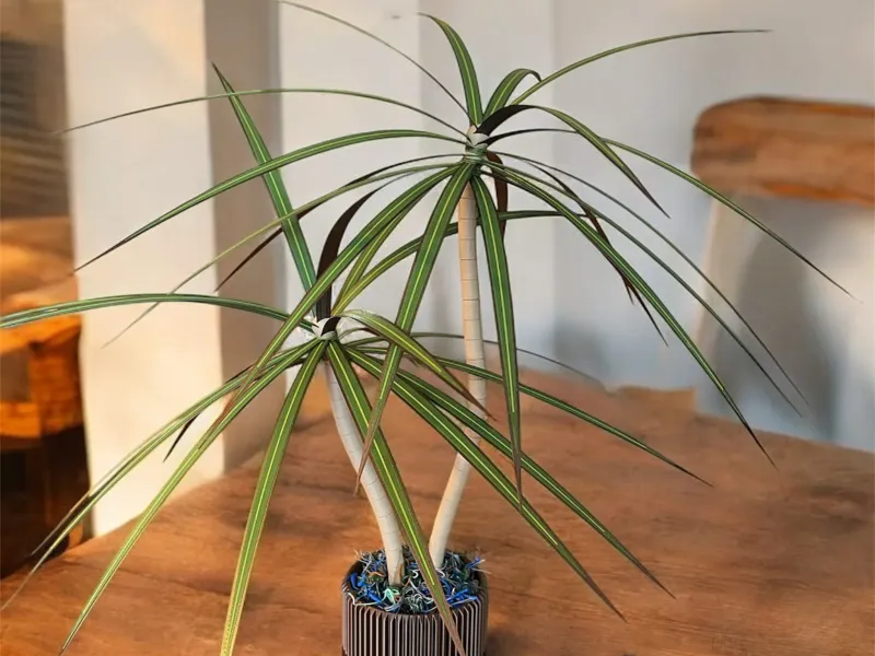 Artificial Dragon Tree Plant (Dracaena Marginita)