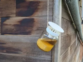 Asian Hornet trap- boni jar