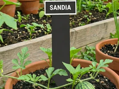 Watermelon plant sign