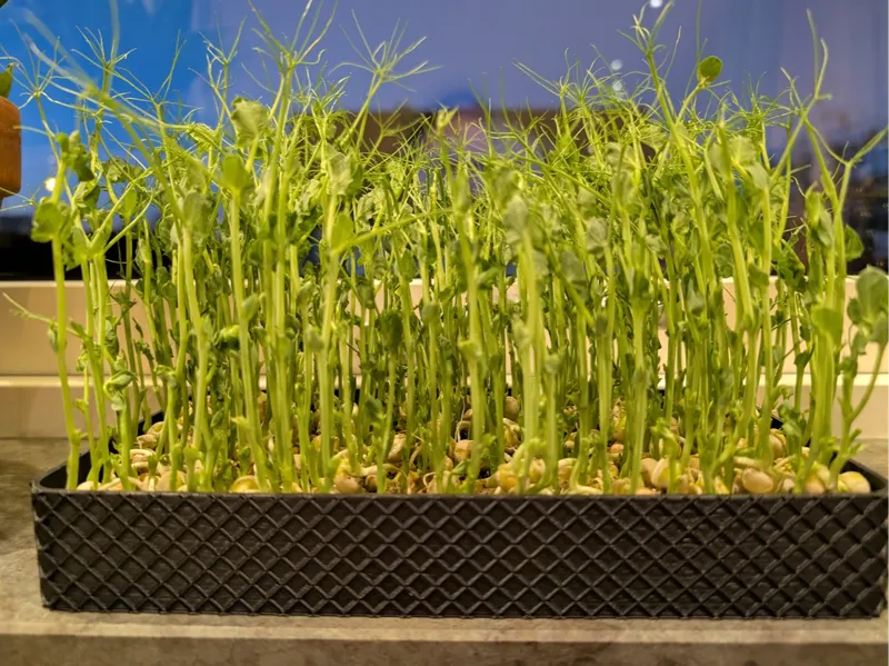 Sprouting tray
