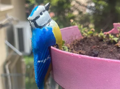 Indigo bird