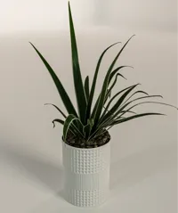 Vase design épuré — photo 1
