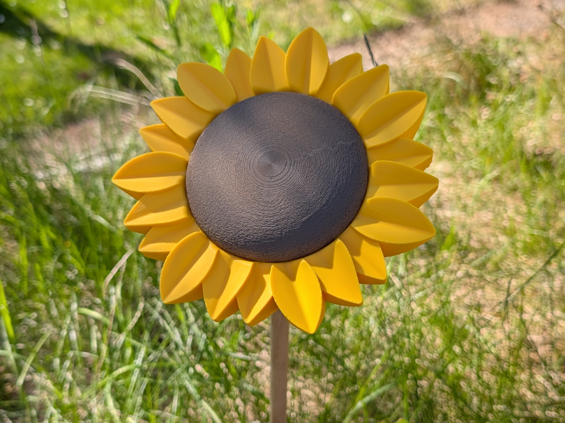 Sonnenblume Garten