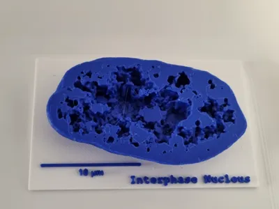 Interphase nucleus