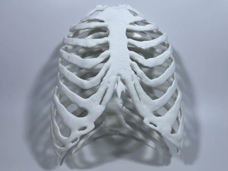 Rib Cage with Sternum